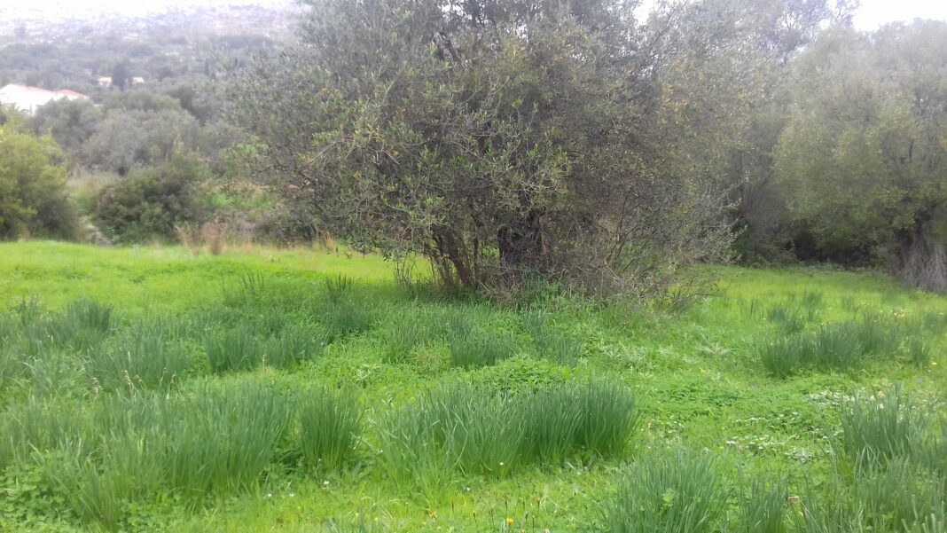 Ratzakli Plot village